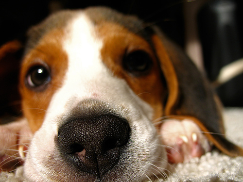 beagle puppy nose