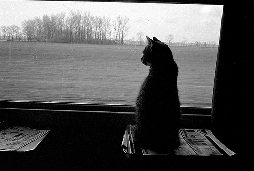 cat on a train