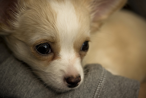 chihuahua puppy up close