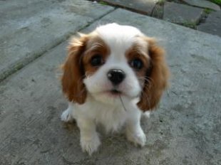 cocker puppy