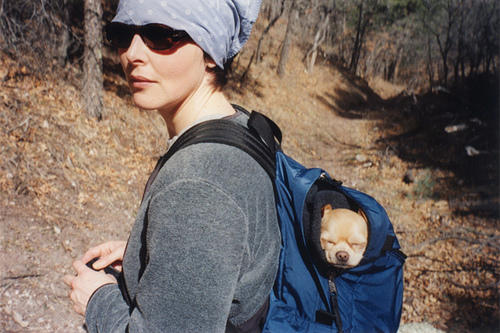 dog sleeping in a backpack