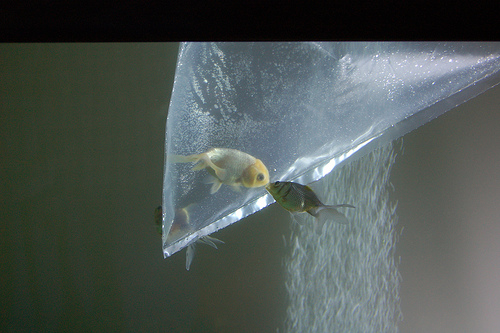 goldfish in a bag kissing