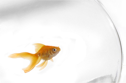 goldfish in a clear bowl