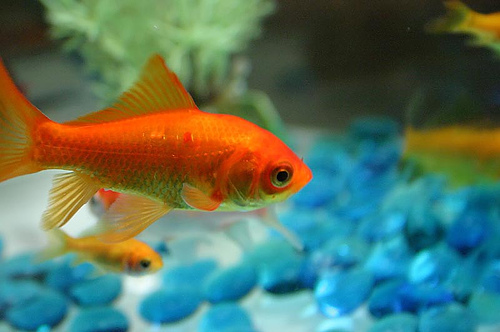 goldfish in a tank with blue rocks