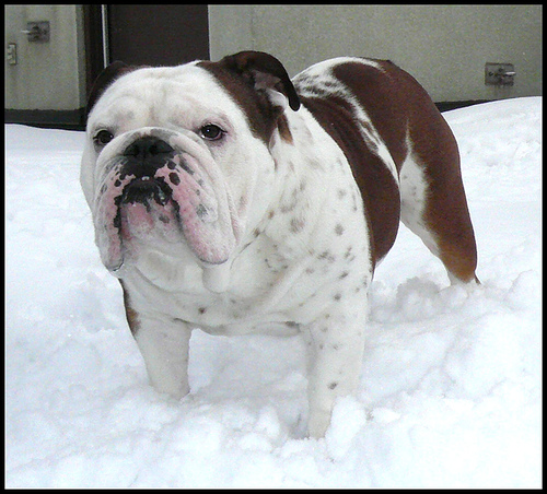 mean looking bulldog