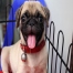 pug puppy with tongue out smiling thumbnail