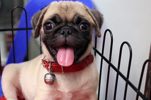 pug puppy with tongue out smiling