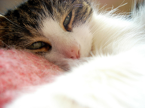 sleeping cat close up