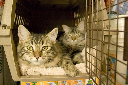two cats in a carrier