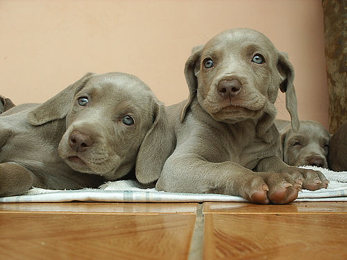 two weimaraner puppies