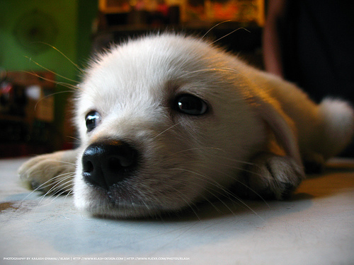 white puppy upclose