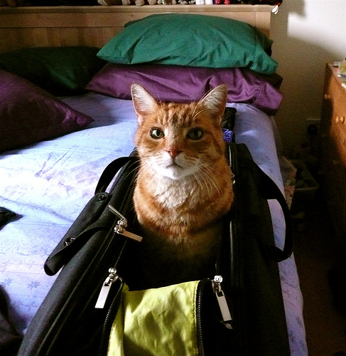 cat in carrier