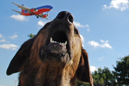 dog with plane