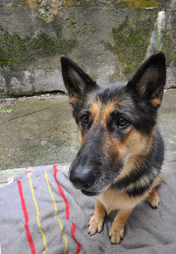 black and brown dog