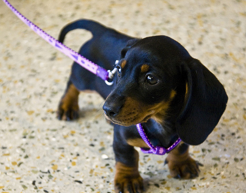 traveling puppy