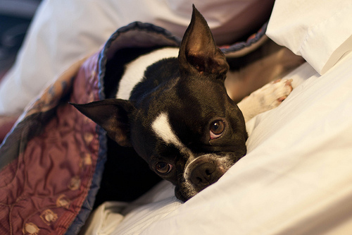 dog sleeping on bed