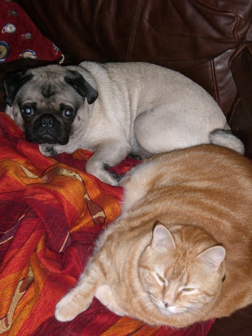 pug and cat