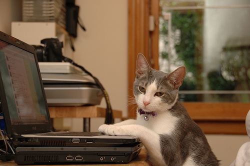 cat typing on keyboard