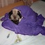 pug in a blanket thumbnail