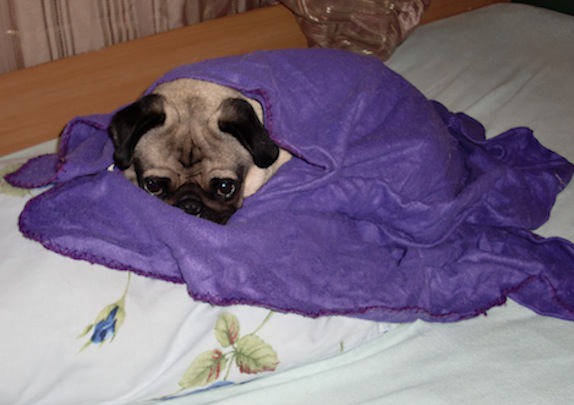 pug in a blanket