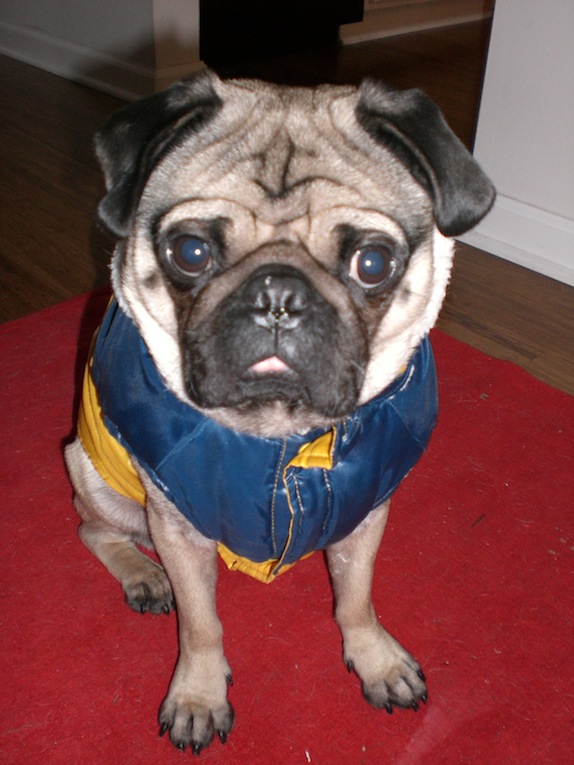 pug in jacket